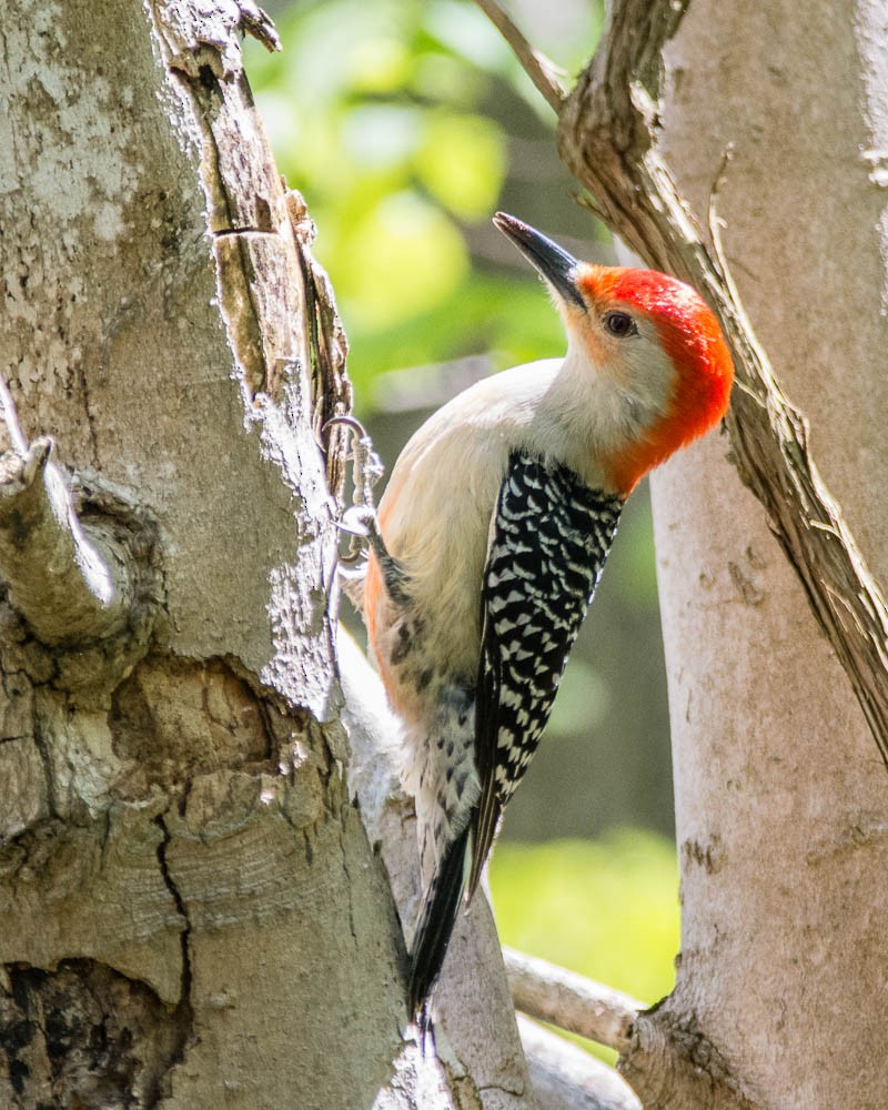 Red-bellied Woodpecker - JW  Mills