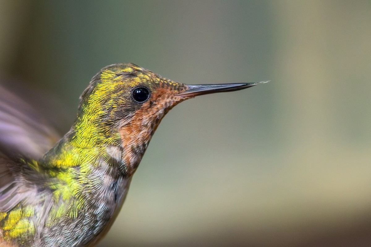 Frilled Coquette - ML619188785