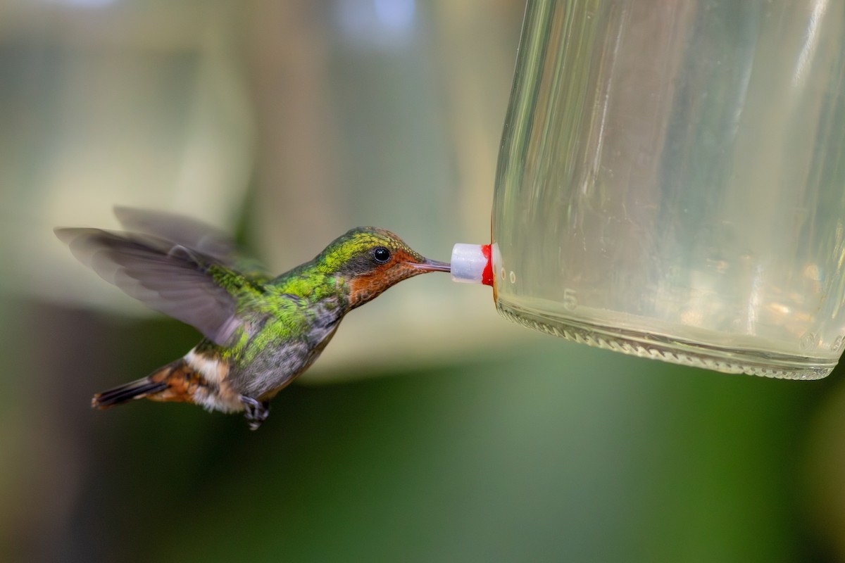 Frilled Coquette - Gabriel Bonfa