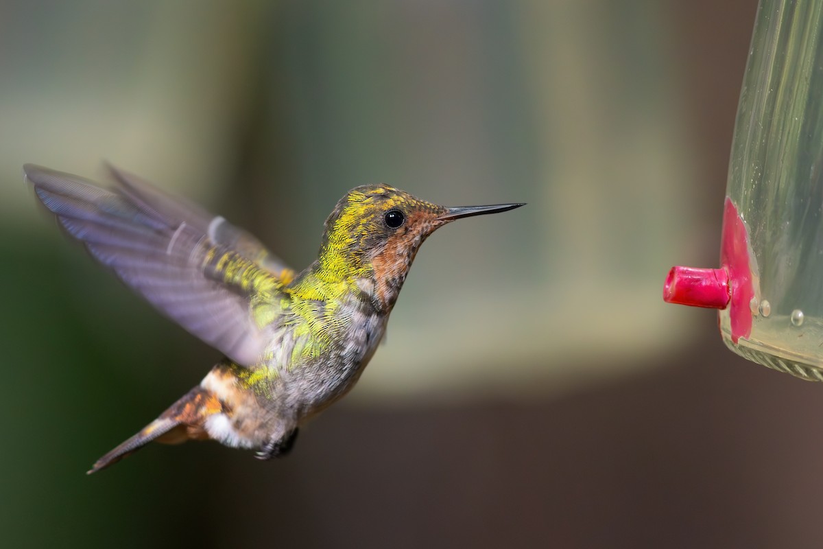 Frilled Coquette - Gabriel Bonfa