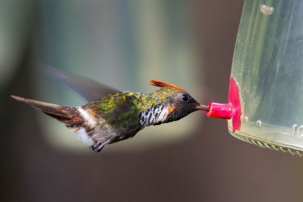 Frilled Coquette - Gabriel Bonfa