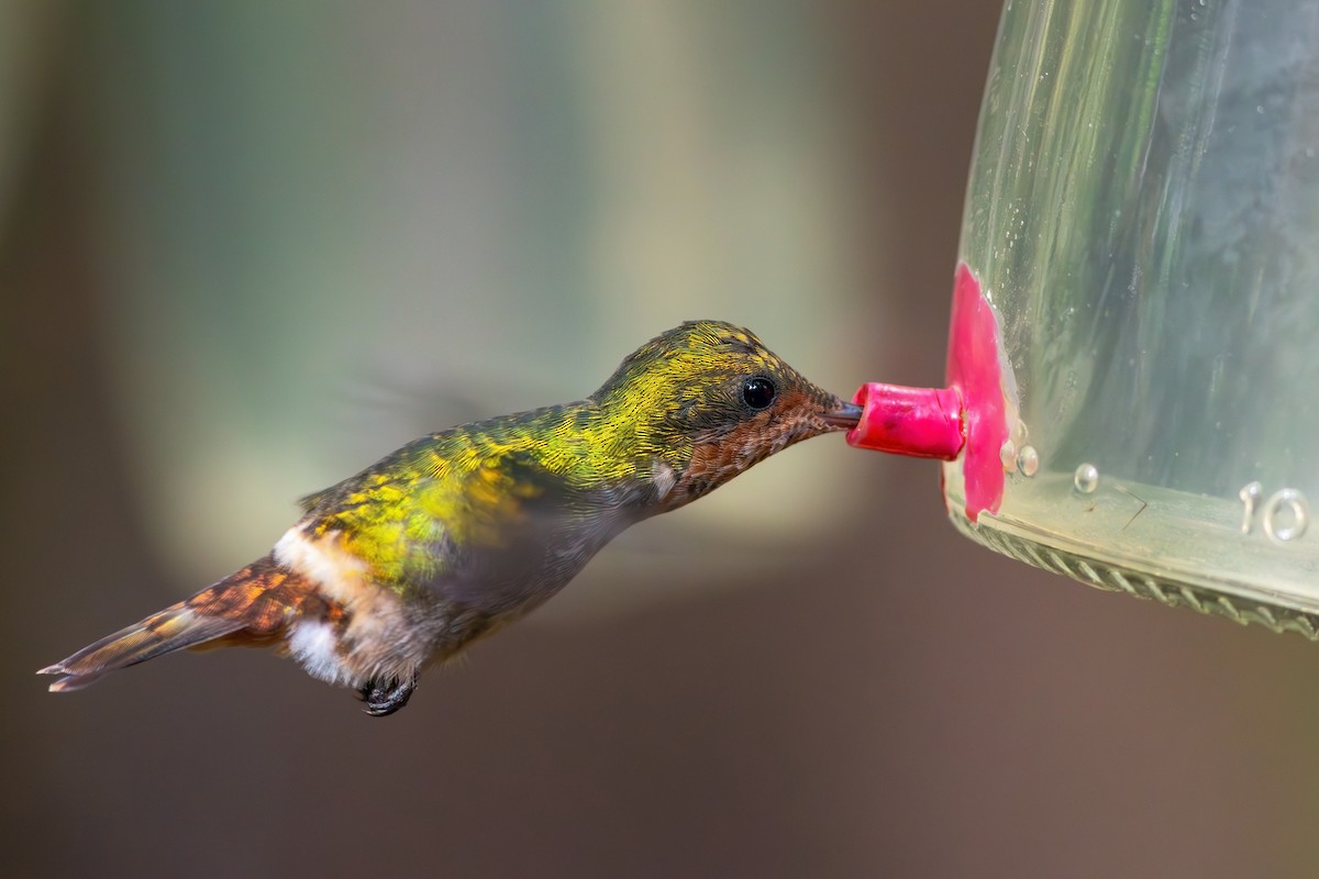 Frilled Coquette - ML619188790