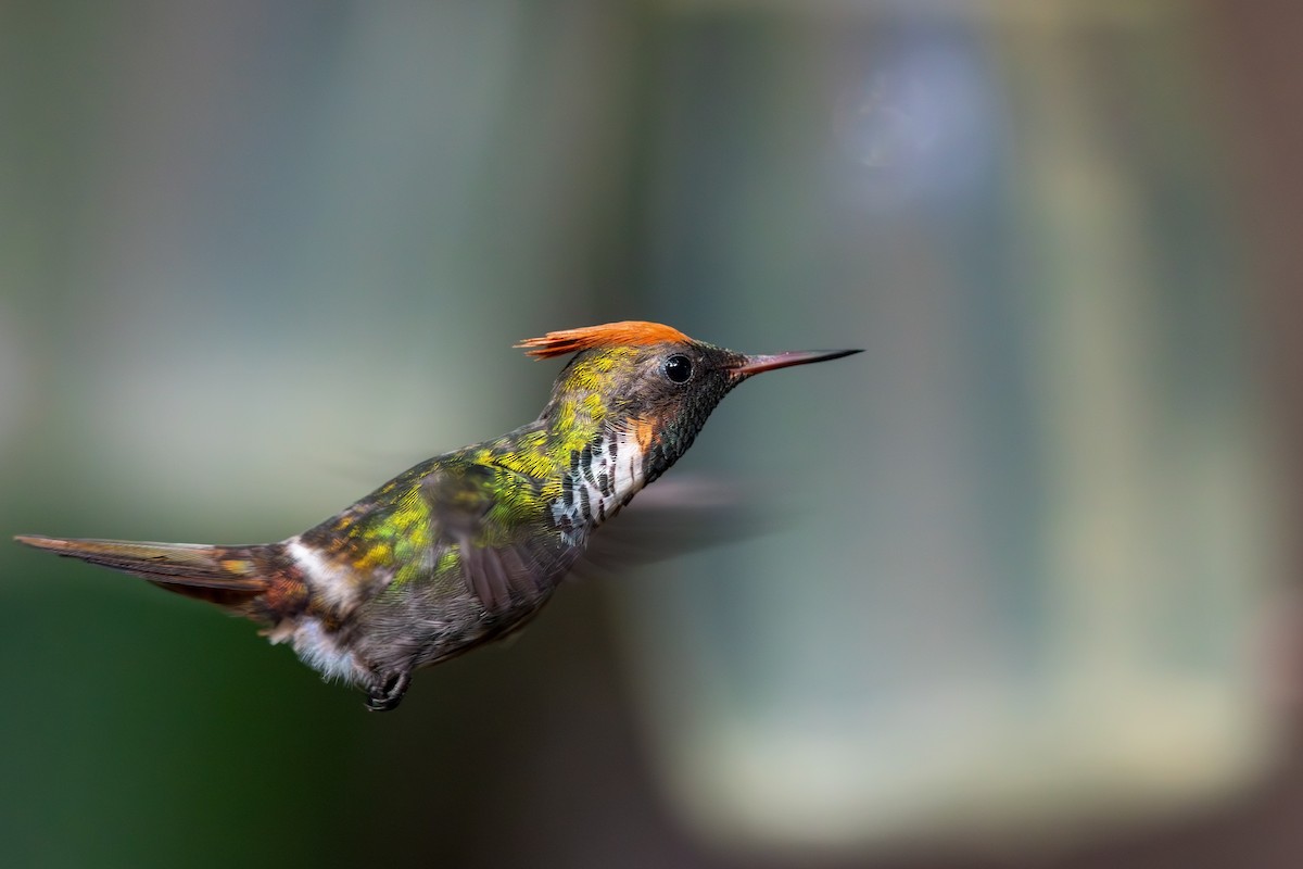 Frilled Coquette - Gabriel Bonfa