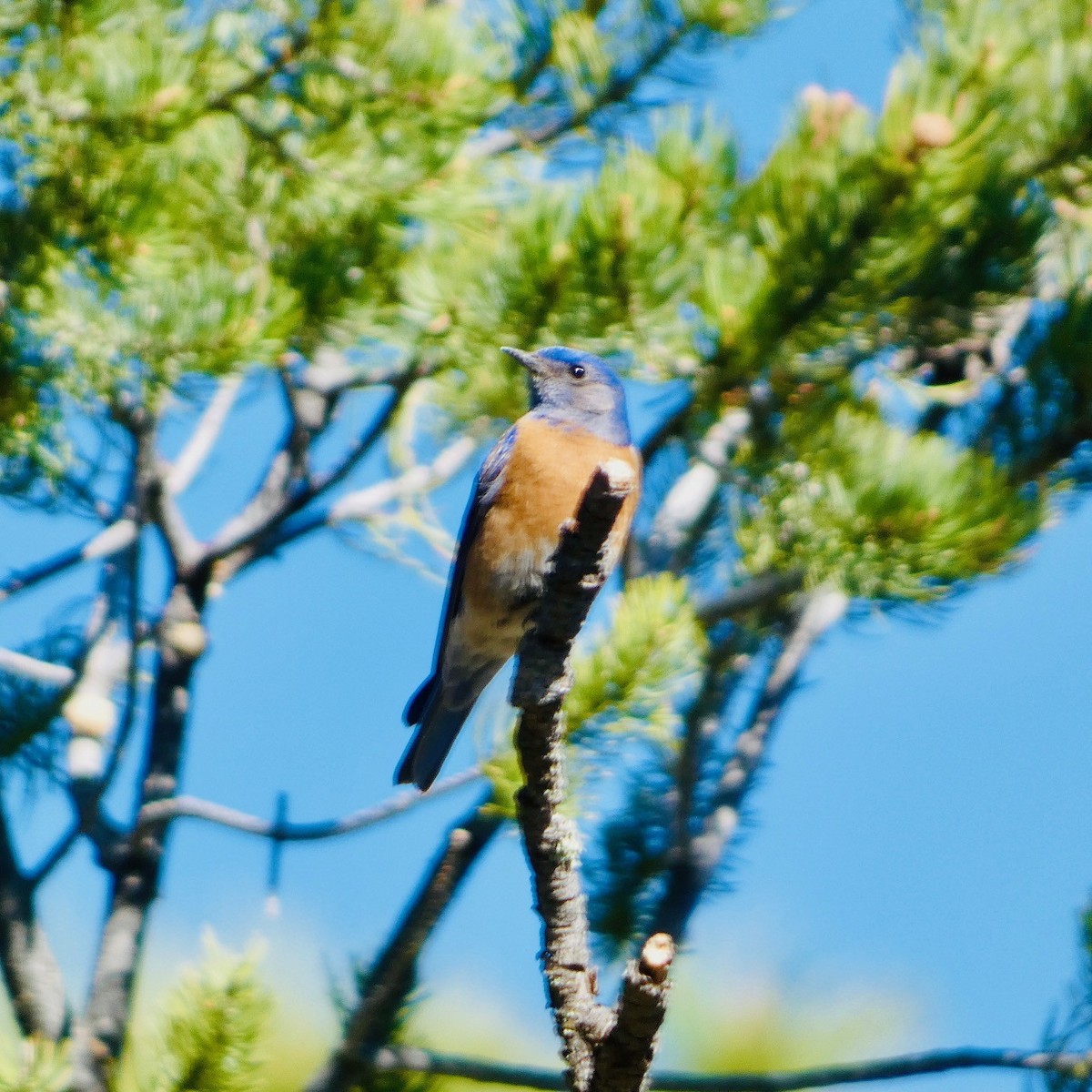 Western Bluebird - Melissa Wetzig