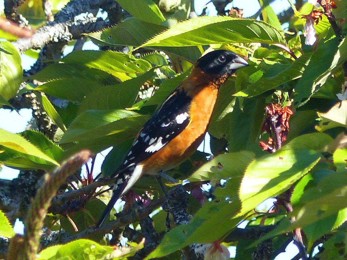 Black-headed Grosbeak - Carolyn Wilcox