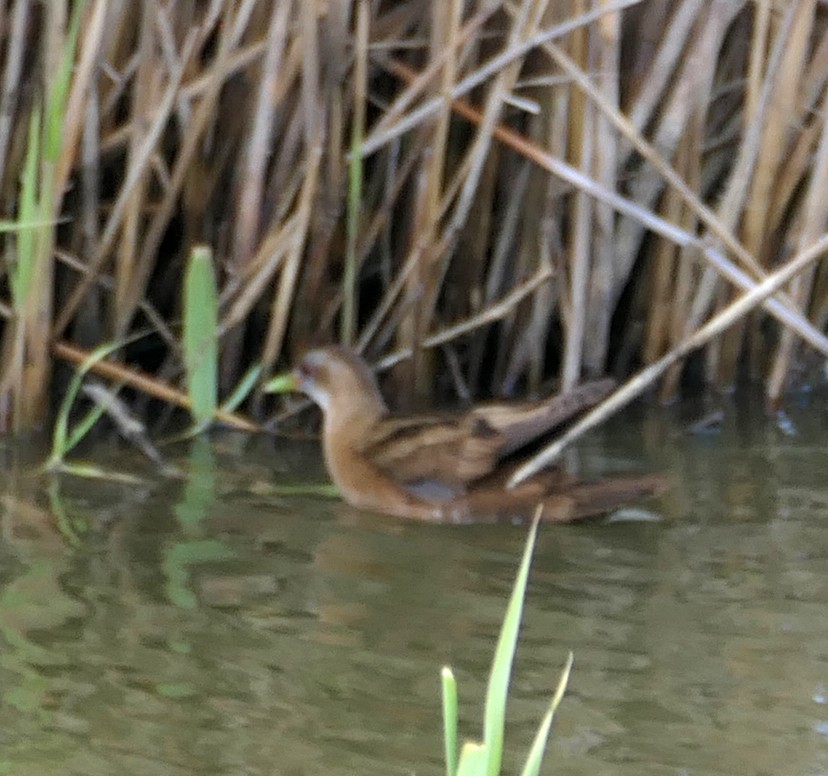 Little Crake - Dmitrii Konov