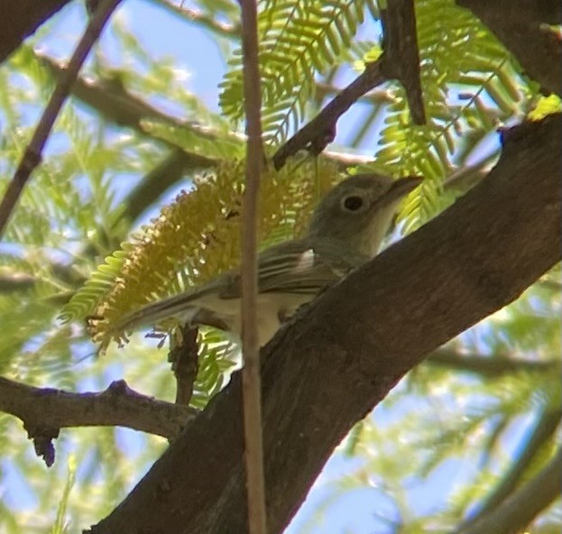 Gray Vireo - Tristan McKnight