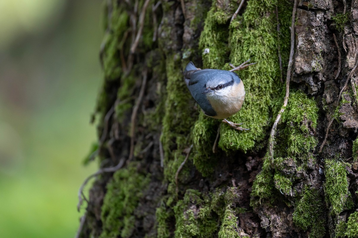 Eurasian Nuthatch - ML619188823