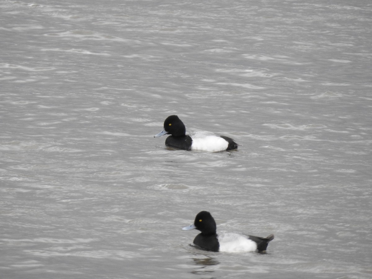 Lesser Scaup - J Brousseau