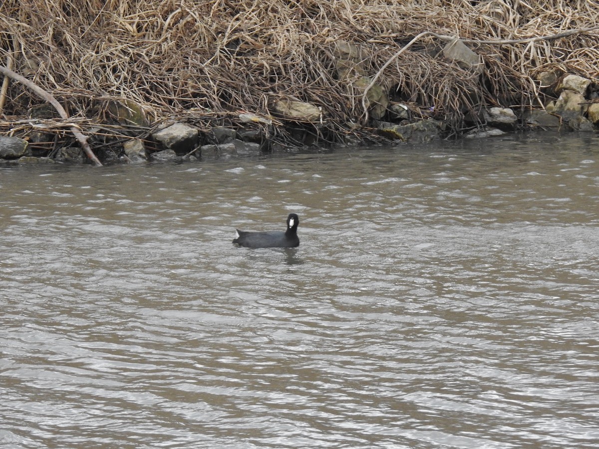 American Coot - J Brousseau