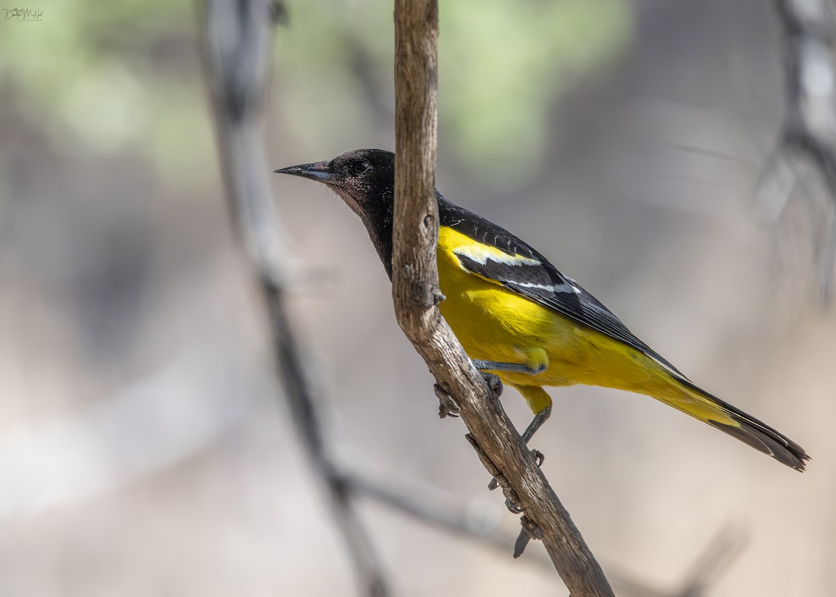 Scott's Oriole - Darlene J McNeil