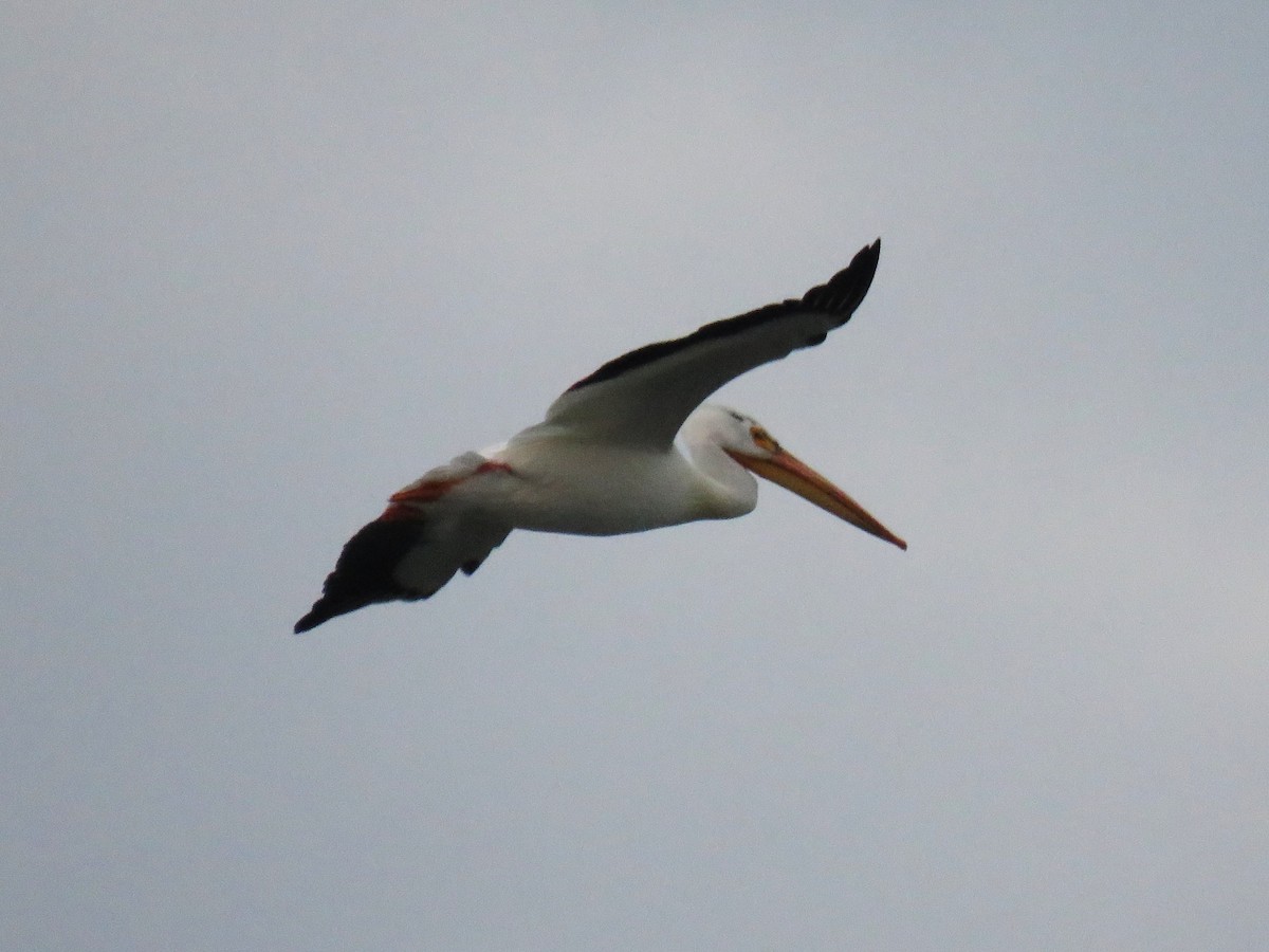 American White Pelican - Michel Turcot