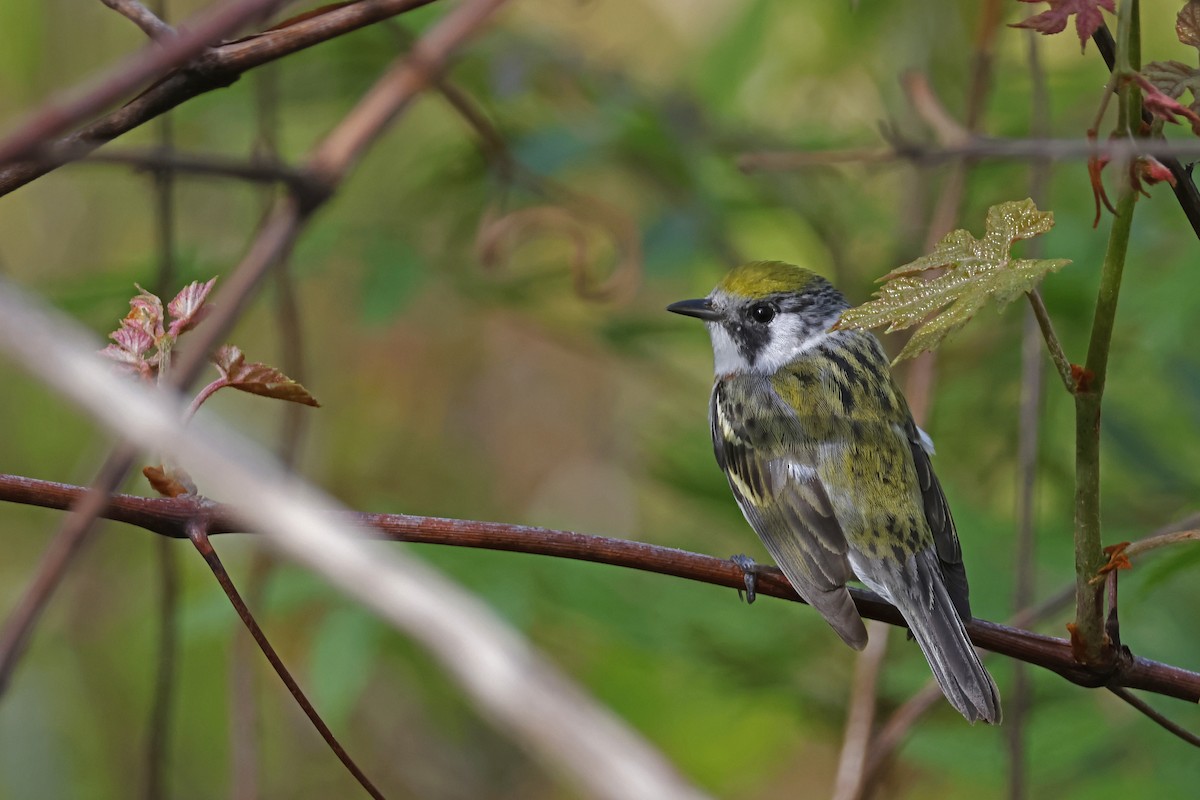 Chestnut-sided Warbler - Larry Therrien