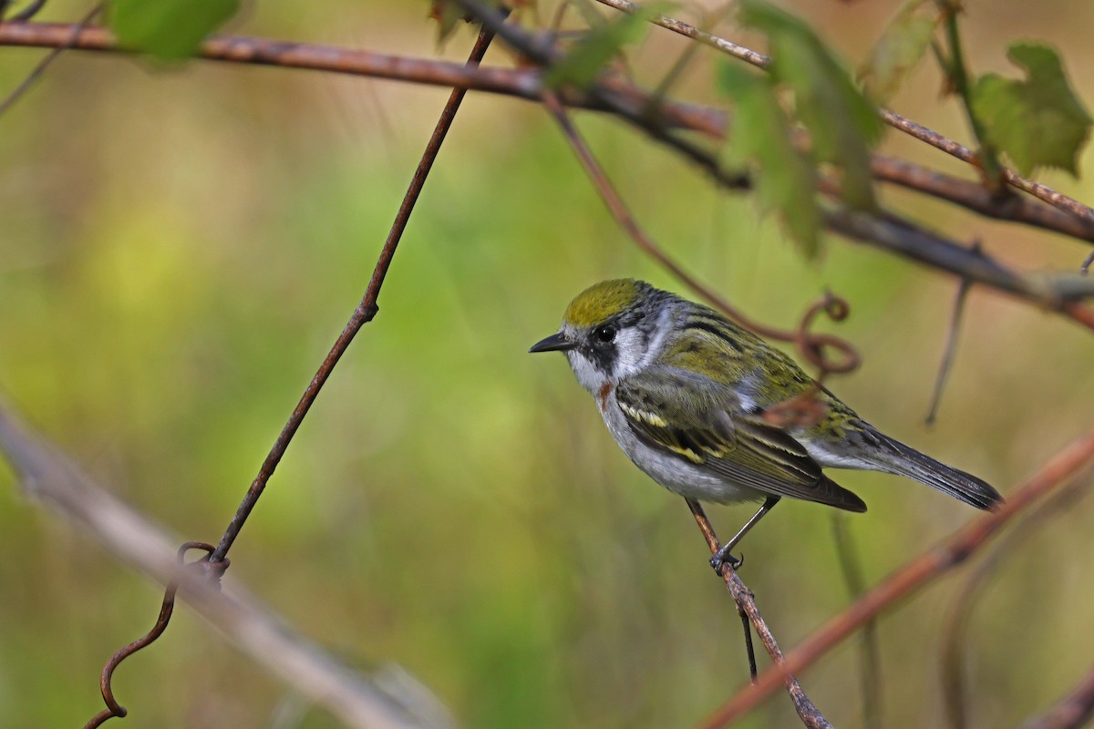 Chestnut-sided Warbler - Larry Therrien