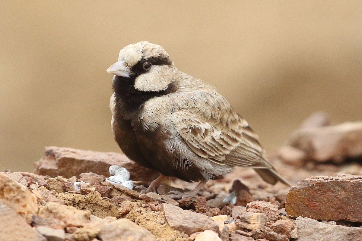 Ashy-crowned Sparrow-Lark - Christopher Escott