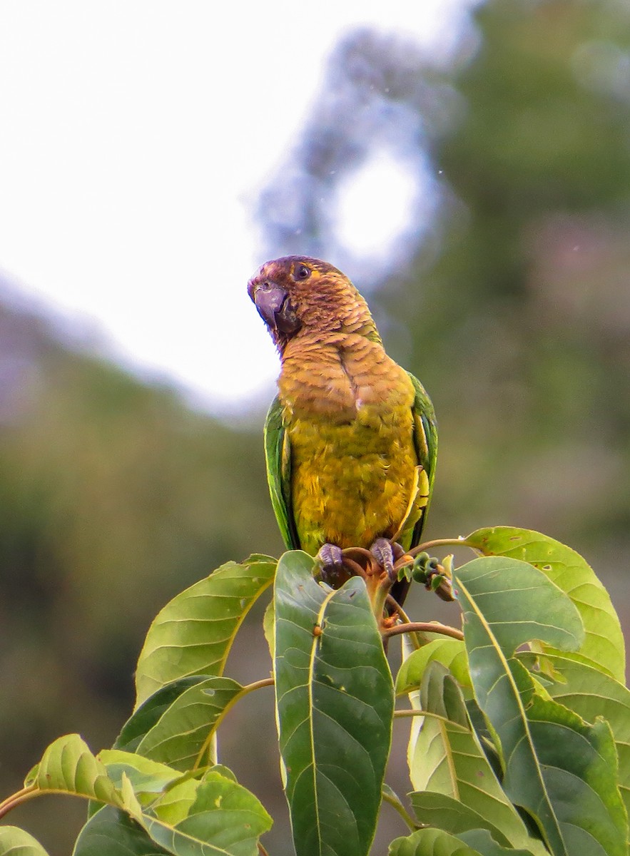 Brown-throated Parakeet - Robin Quiroz