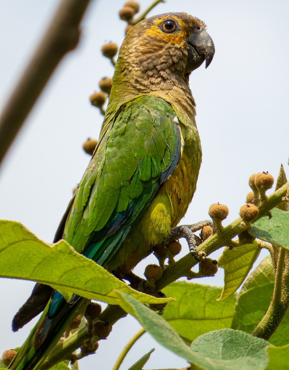 Brown-throated Parakeet - Robin Quiroz