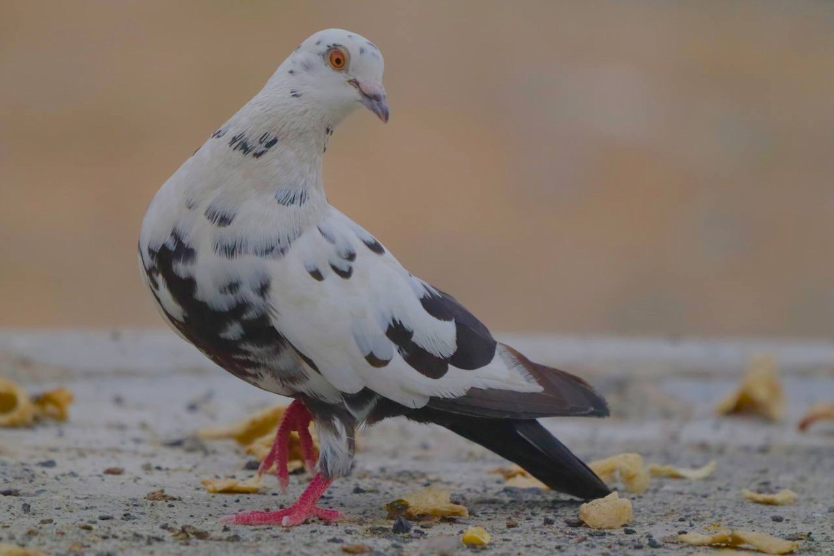 pigeon/dove sp. - Sajith Sandaruwan