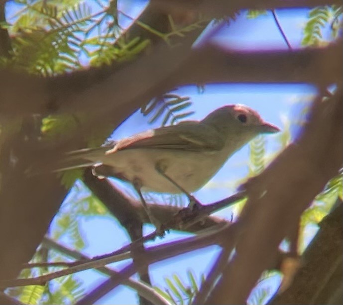 Gray Vireo - Tristan McKnight