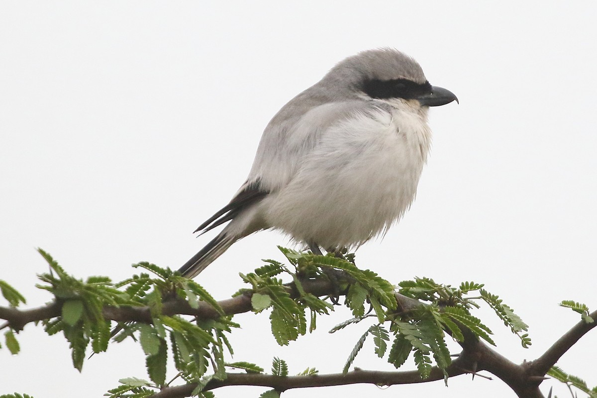 Great Gray Shrike - ML619188875