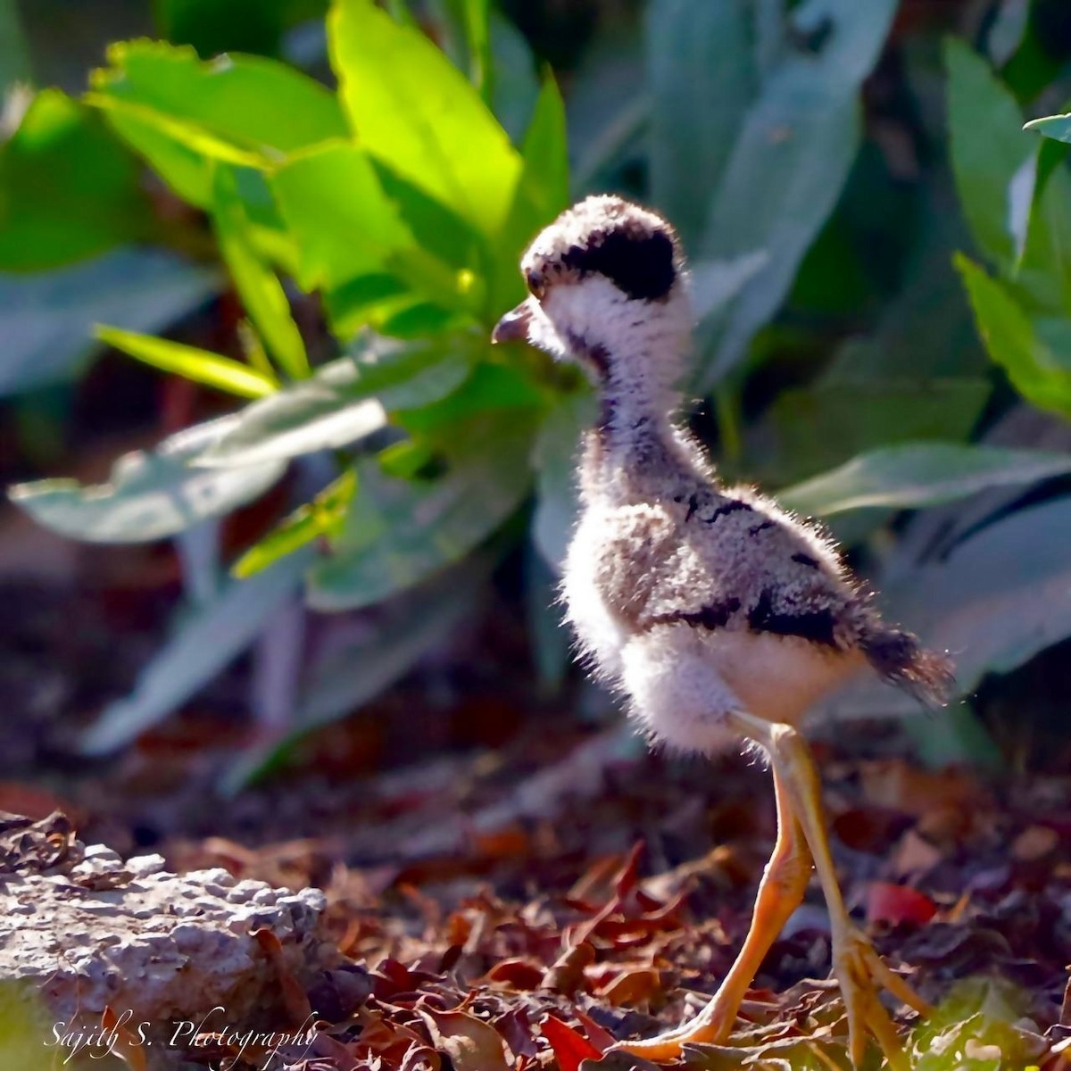 Red-wattled Lapwing - Sajith Sandaruwan