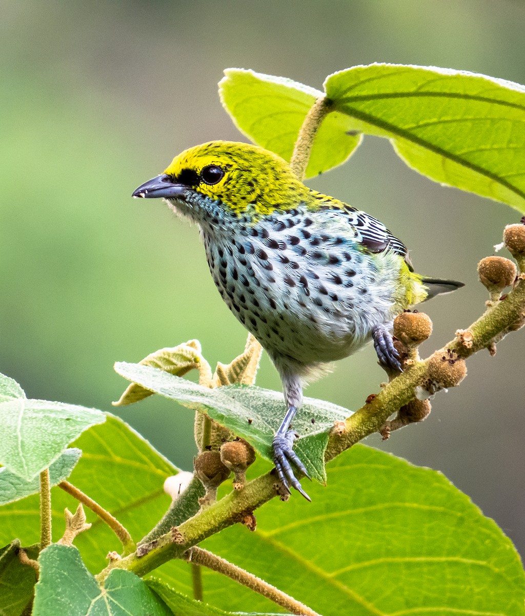 Speckled Tanager - Robin Quiroz