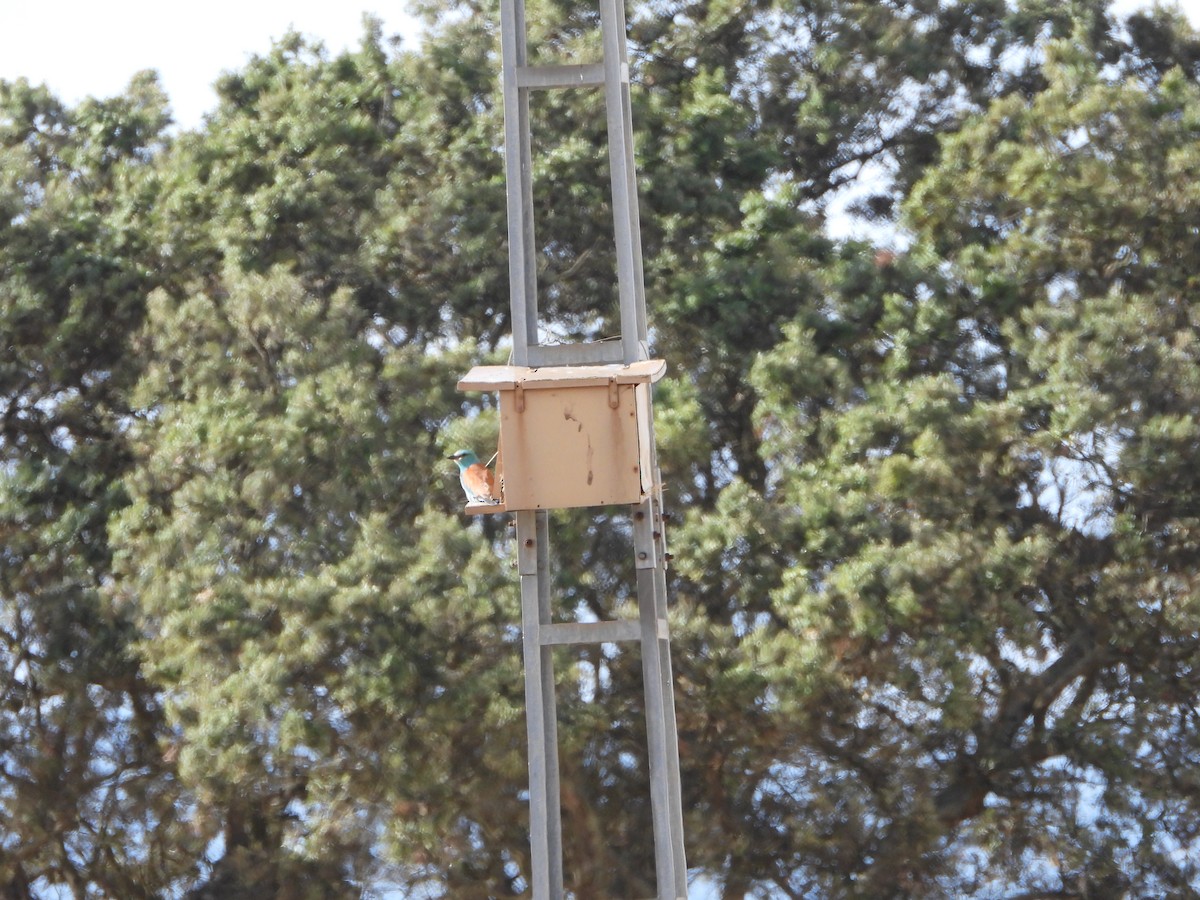 European Roller - Jose Luis Vinagre Gudiño