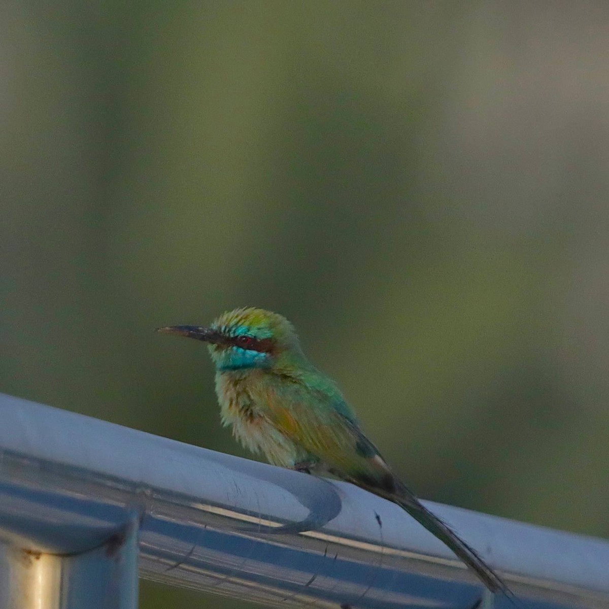 Arabian Green Bee-eater - Sajith Sandaruwan