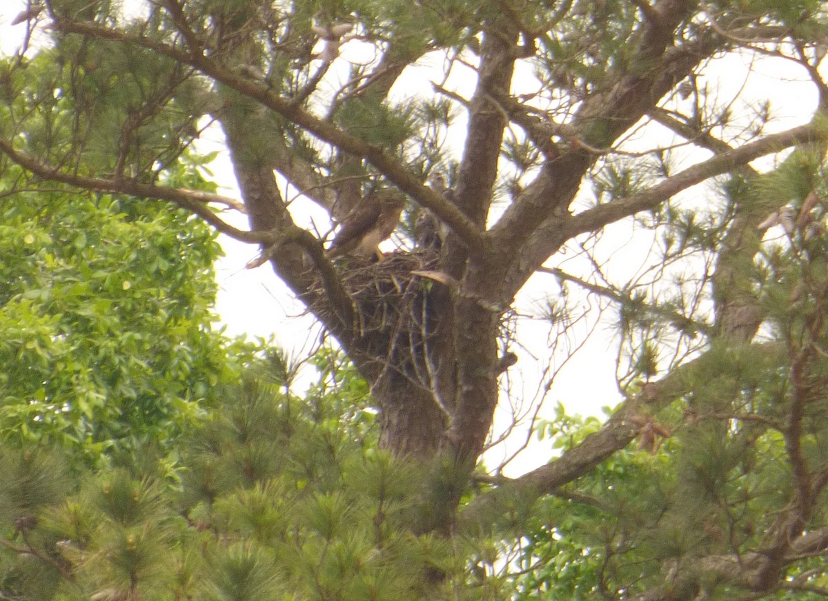 Red-tailed Hawk - ML619188901