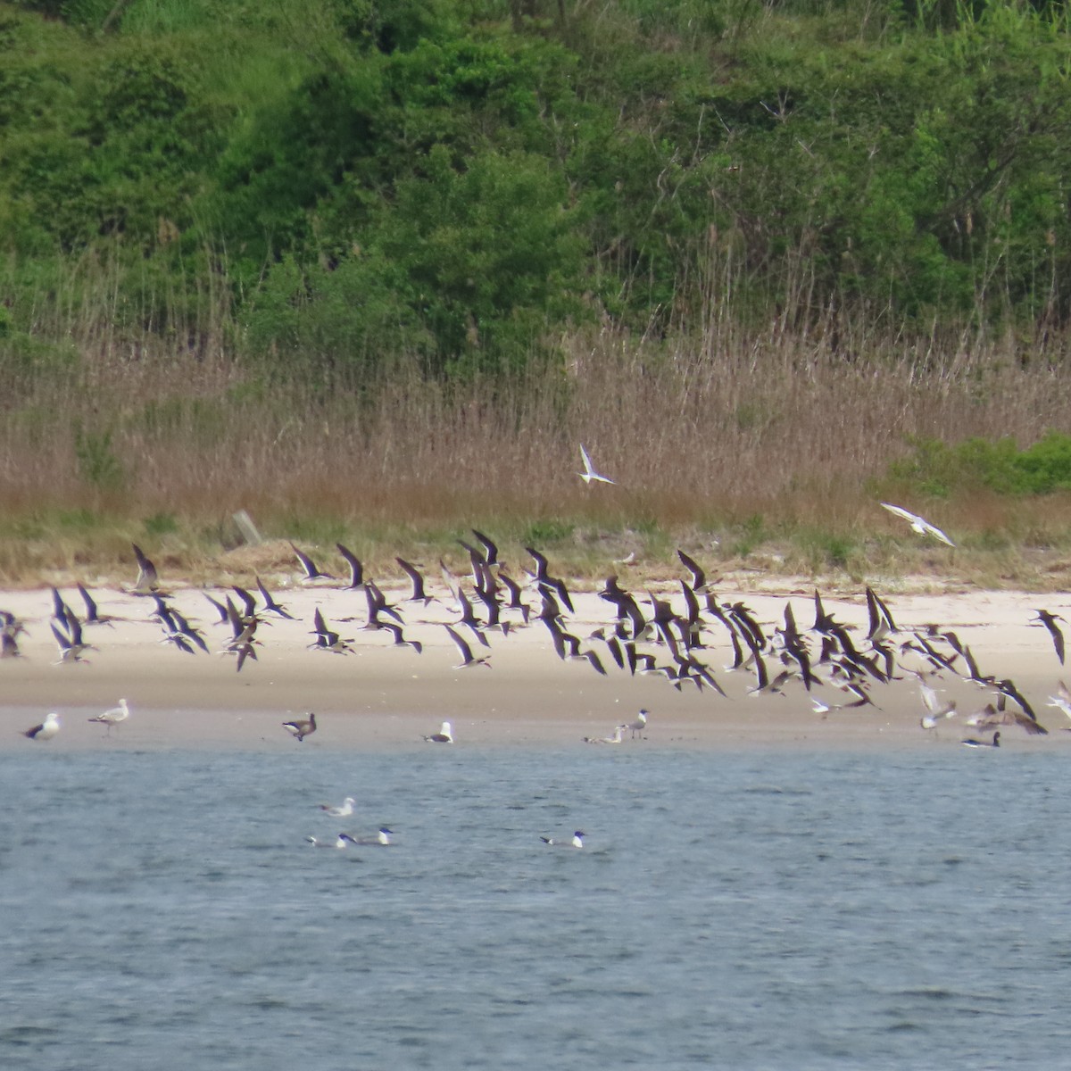 Black Skimmer - Richard Fleming