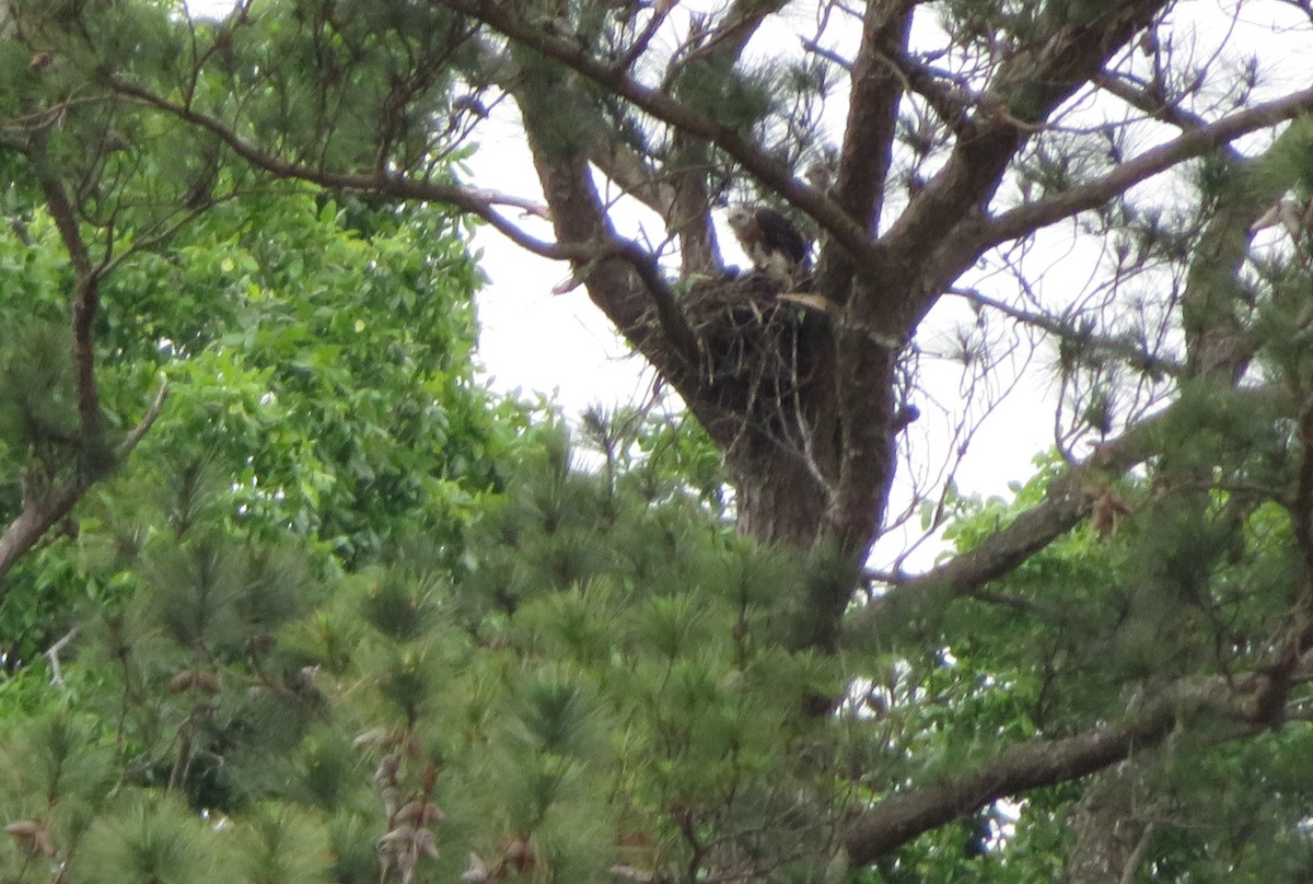 Red-tailed Hawk - ML619188913