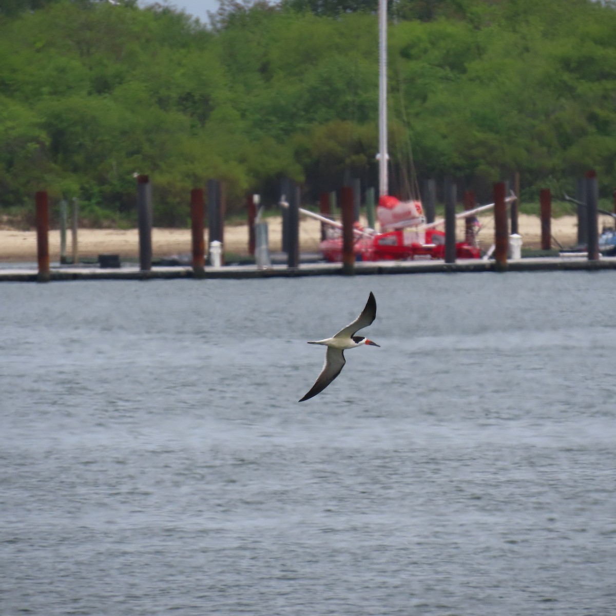 Black Skimmer - Richard Fleming