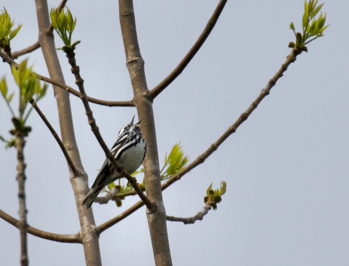 Black-and-white Warbler - Spencer Ogden