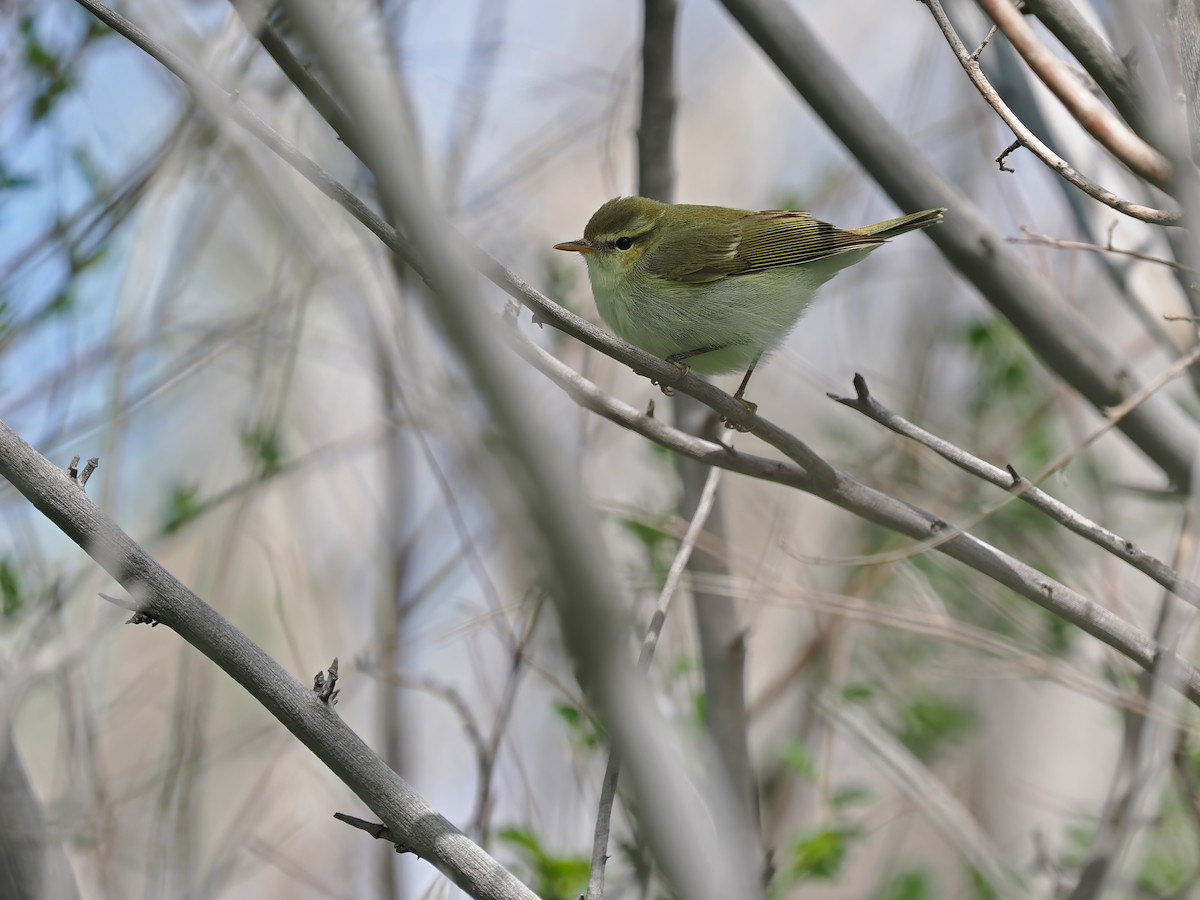 Greenish Warbler - James Eaton