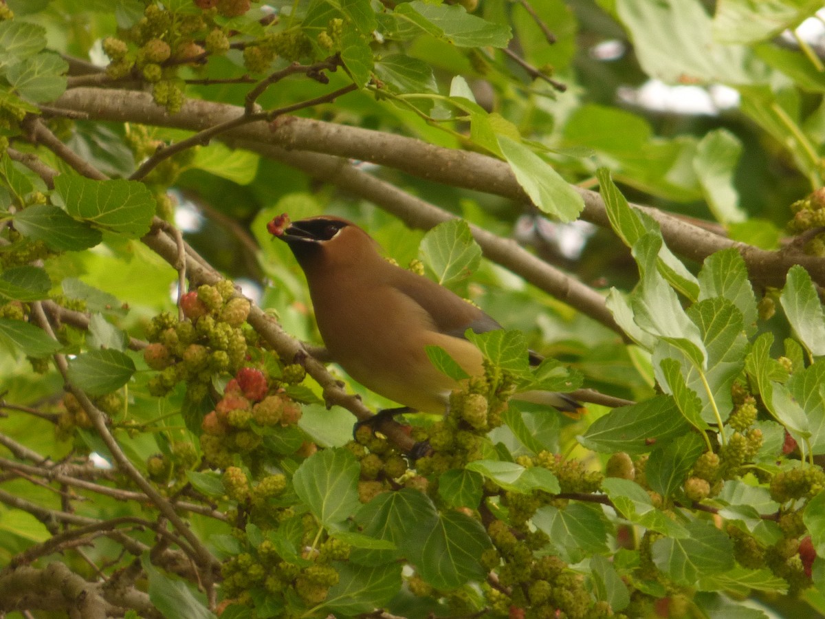 Cedar Waxwing - ML619188944