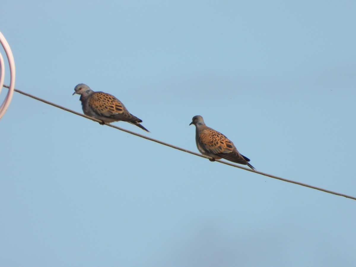 European Turtle-Dove - Jose Luis Vinagre Gudiño