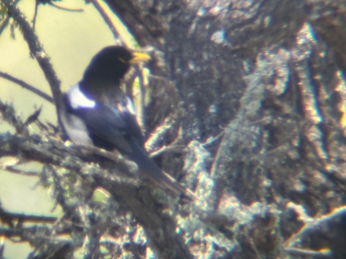 Yellow-billed Magpie - ML619188951