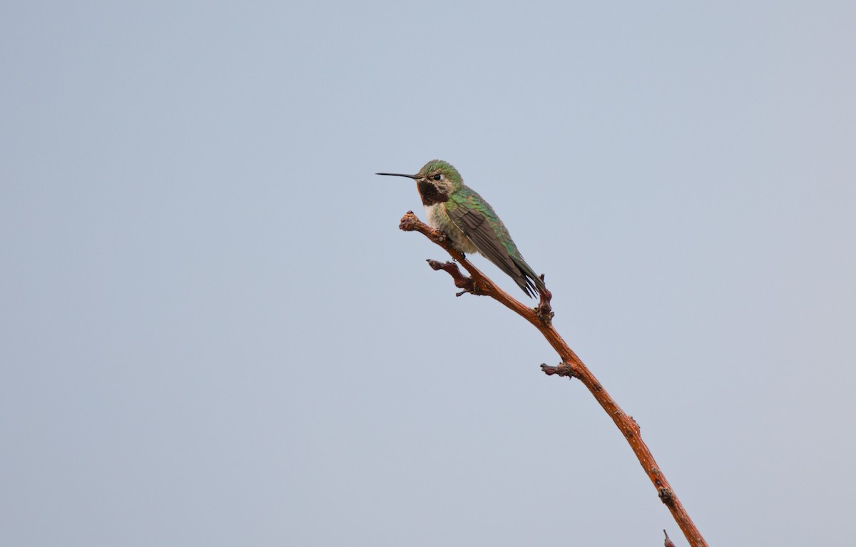 Broad-tailed Hummingbird - Jesse Kolar