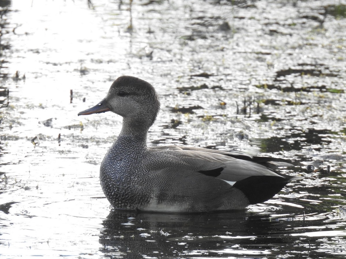 Gadwall - J Brousseau