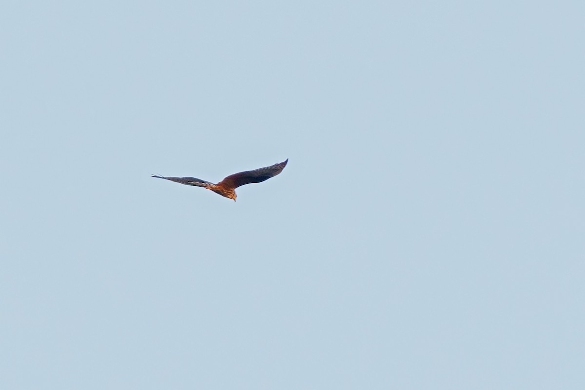 Long-winged Harrier - Gabriel Bonfa