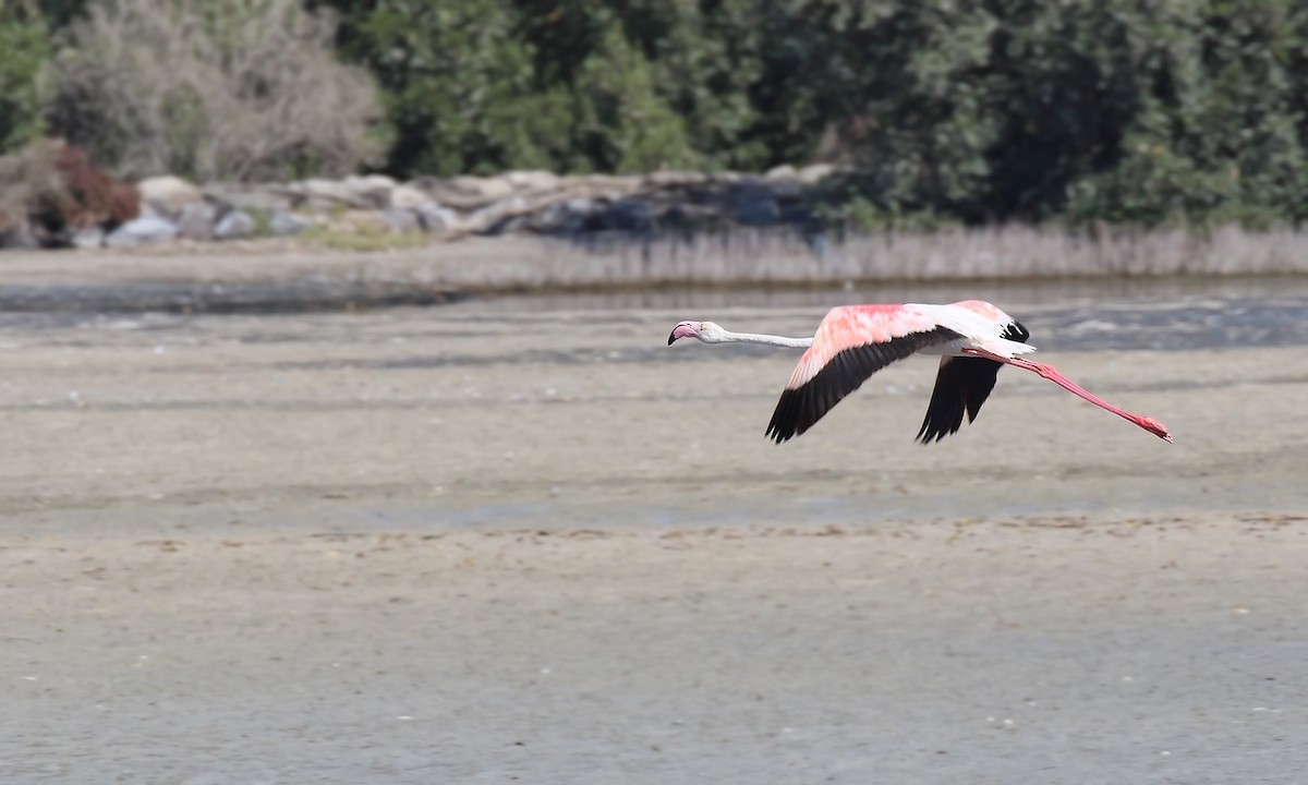 Greater Flamingo - Adrián Braidotti