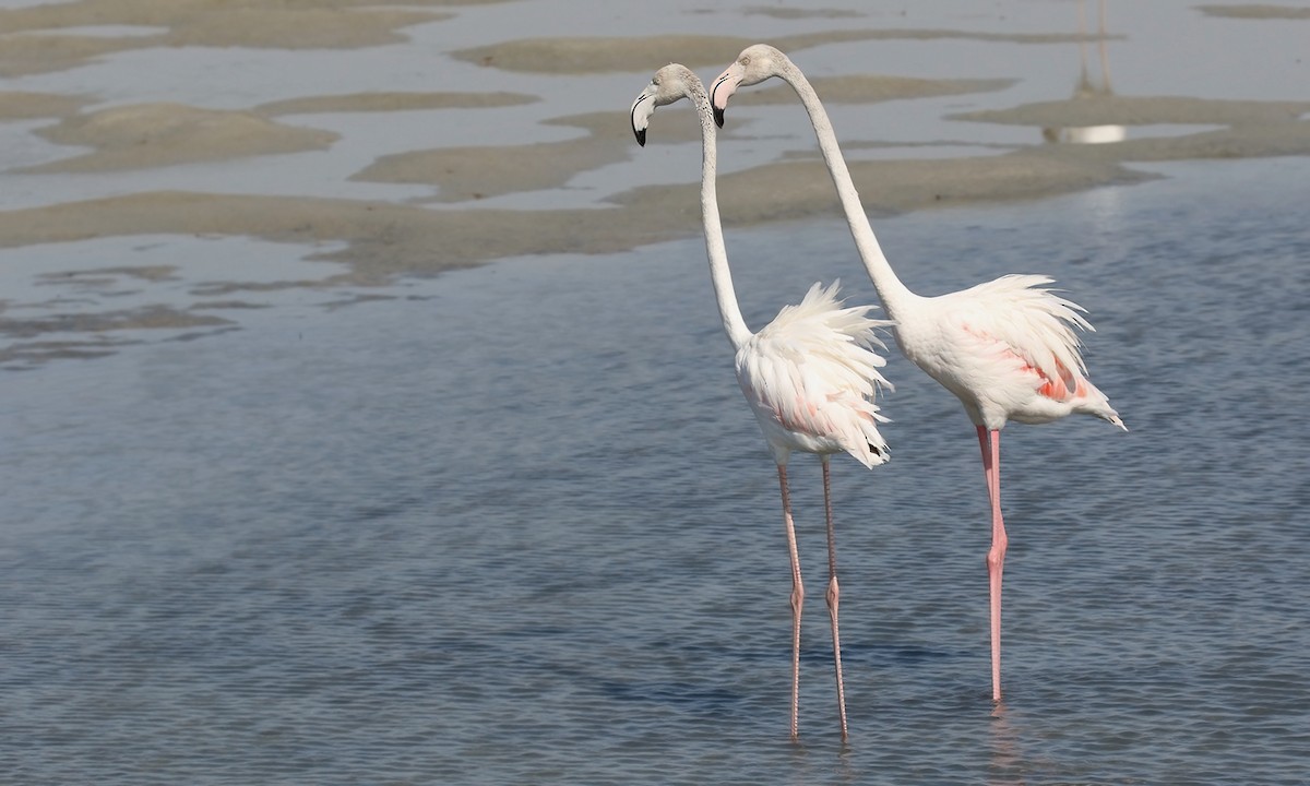 Greater Flamingo - Adrián Braidotti