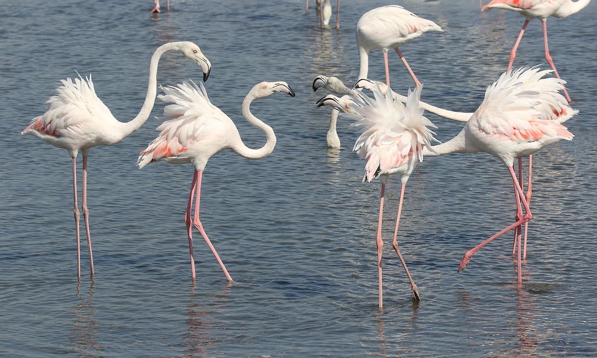 Greater Flamingo - Adrián Braidotti