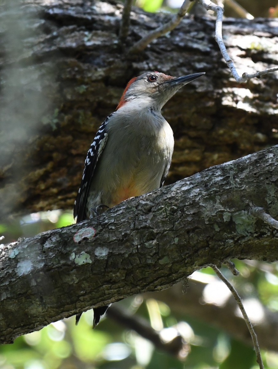 Red-bellied Woodpecker - Wendy N