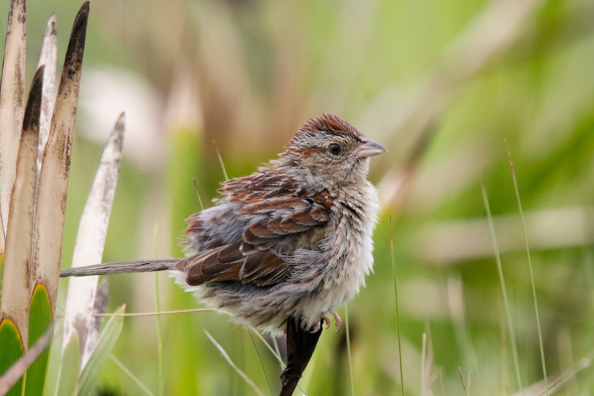 Bachman's Sparrow - Alex Marine