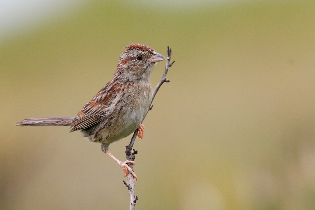 Bachman's Sparrow - Alex Marine