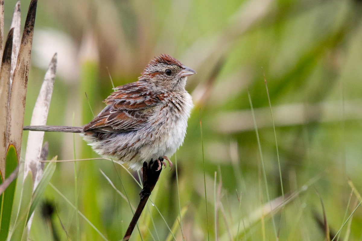 Bachman's Sparrow - ML619188994