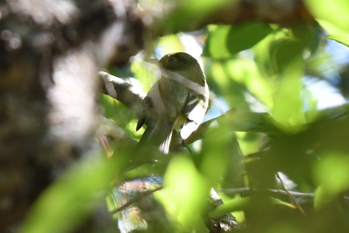 tanımsız Empidonax sp. - ML619189015