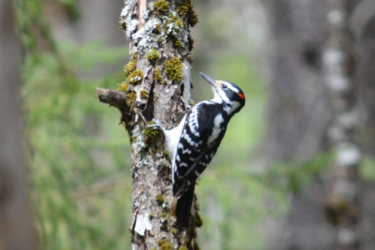 Hairy Woodpecker (Eastern) - Rich Hanlon