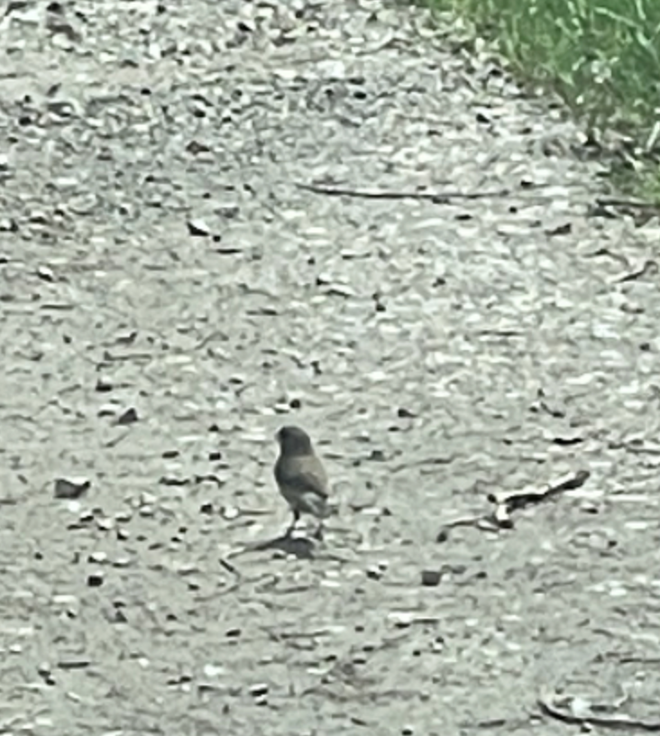 Dark-eyed Junco - ML619189028